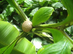 Amorphophallus bulbifer