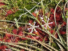 Drosera bulbosa