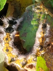 Phyllodesma americana