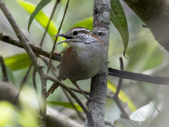 Thryophilus rufalbus