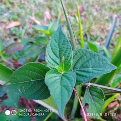 Asystasia gangetica
