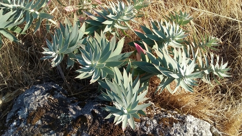 Euphorbia oxyphylla