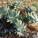 Euphorbia oxyphylla - Photo 由 Carmen Rodrigues 所上傳的 (c) Carmen Rodrigues，保留部份權利CC BY-NC