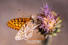 Speyeria callippe macaria