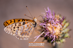 Speyeria callippe macaria