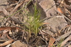 Lomandra glauca