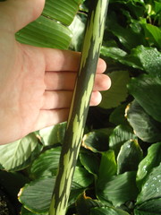 Amorphophallus bulbifer