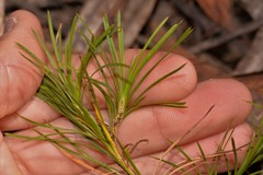Lomandra glauca