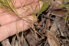 Lomandra glauca