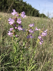Penstemon guadalupensis