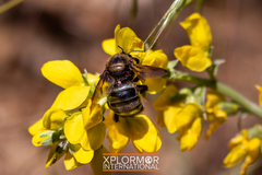 Xylocopa californica diamesa