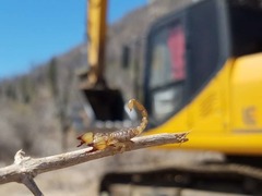 Nullibrotheas allenii