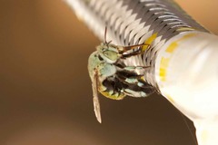 Amegilla aeruginosa