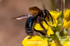 Xylocopa californica diamesa