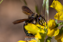 Xylocopa californica diamesa