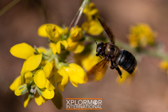 Xylocopa californica diamesa