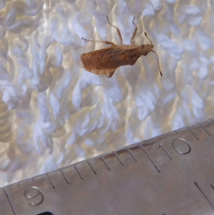 Aufeius impressicollis