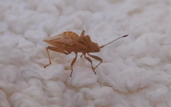 Aufeius impressicollis