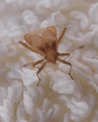 Aufeius impressicollis