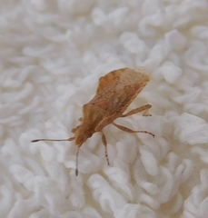 Aufeius impressicollis