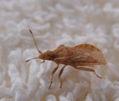 Aufeius impressicollis