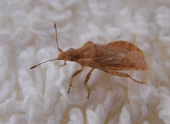 Aufeius impressicollis