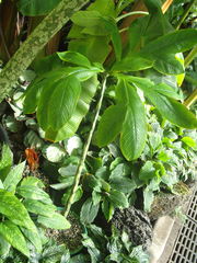 Amorphophallus bulbifer