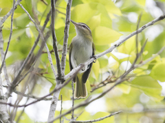 Vireo chivi