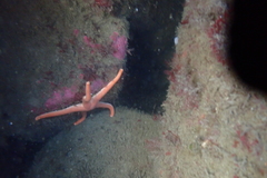 Henricia leviuscula