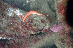 Henricia leviuscula