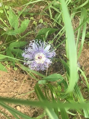 Passiflora incarnata