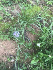 Passiflora incarnata