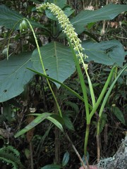 Epidendrum cylindrostachys