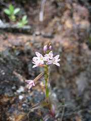 Epidendrum fimbriatum