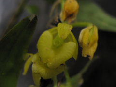 Epidendrum envigadoense
