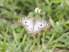 Anartia jatrophae