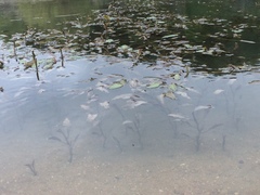 Potamogeton amplifolius