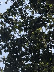 Platanus occidentalis