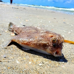 Ogcocephalus cubifrons