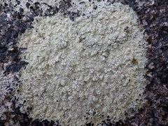 Pertusaria lactescens