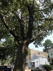 Platanus occidentalis