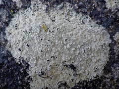 Pertusaria lactescens