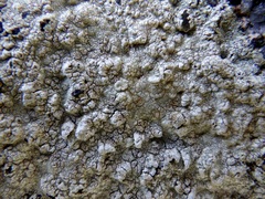 Pertusaria lactescens