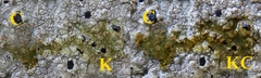 Pertusaria lactescens