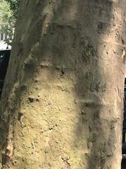 Platanus occidentalis