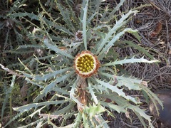 Banksia rufa