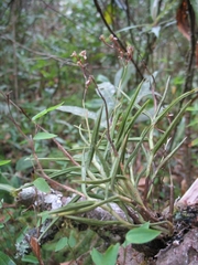 Epidendrum schlimii
