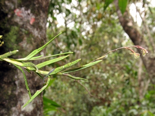 Epidendrum schlimii Lindl.