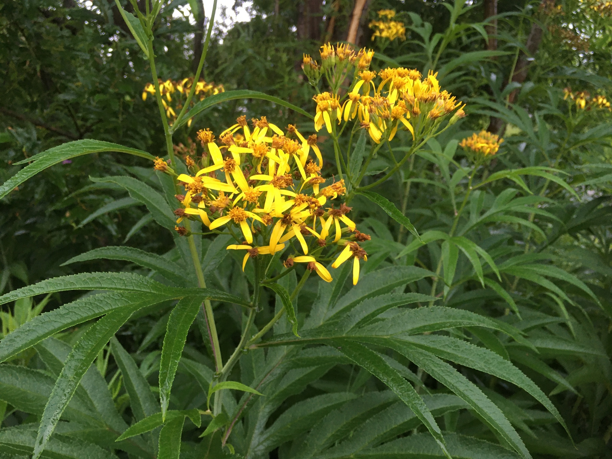 Jacobaea cannabifolia