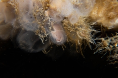 Eurylepta leoparda